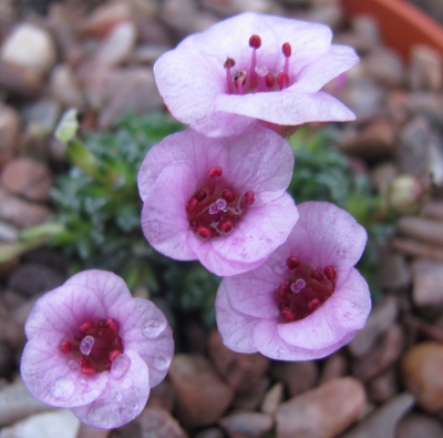 Saxifraga 'Franz Liszt'